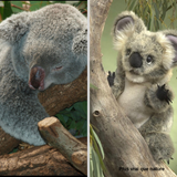 Kiko la bébé koala